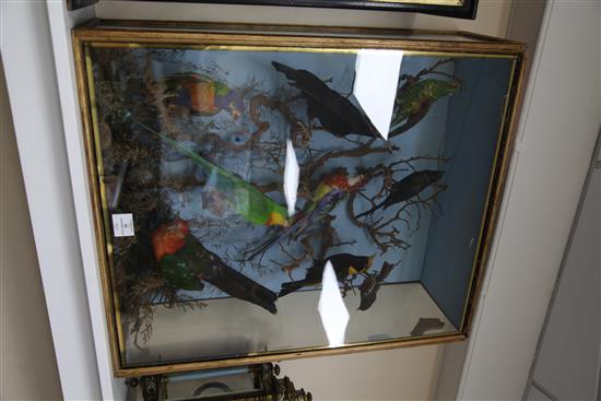A Victorian taxidermic group of exotic birds, width 24.5in. height 29in.
